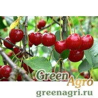 Семена Вишня кислая (Cerasus austera) 50 гр.