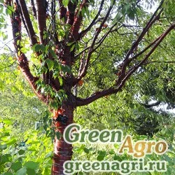 Семена Береза вишневая (Betula lenta) 7 г