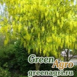 Семена Бобовник Ватерера (Laburnum watereri "Vossii") 4 гр.