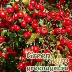 Семена Боярышник сибирский (Crataegus sanguinea) 150 гр.