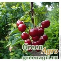 Семена Вишня горькая (Prunus emarginata) 15 гр.