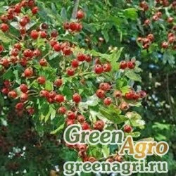 Семена Боярышник шарлаховый (Crataegus coccinea/pedicellata) 150 гр.
