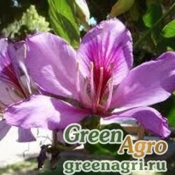 Семена Баухиния пёстрая (Bauhinia variegata) 1 гр.