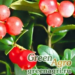 Семена Брусника обыкновенная (Vaccinium vitis-idaea "Koralle") 2 гр.