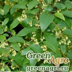 Семена Аристотелия чилийская (Aristotelia chilensis) 2 гр.