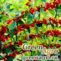 Семена Вишня войлочная (Prunus tomentosa) 60 г
