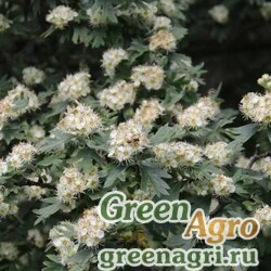 Семена Боярышник однопестичный (Crataegus monogyna) 150 гр.