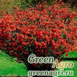 Семена Айва китайская (Chaenomeles chinensis) 20 г