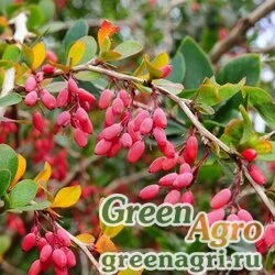 Семена Барбарис обыкновенный (Berberis vulgaris) 50 гр.