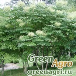 Семена Аралия высокая (Aralia elata) 50 гр.