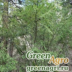 Семена Береза западная (Betula occidentalis) 15 гр.