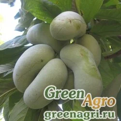 Семена Азимина трехлопастная (Asimina triloba) 25 г