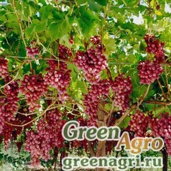 Семена Виноград калифорнийский (Vitis californica) 3 гр.