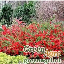 Семена Айва японская (Chaenomeles japonica) 80 гр.