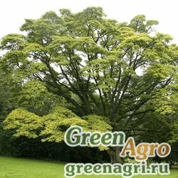 Семена Бархат амурский (Phellodendron amurense) 25 г