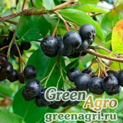 Семена Арония черноплодная (Aronia melanocarpa) 40 г