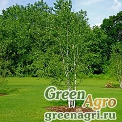 Семена Береза бумажная (Betula papyrifera) 30 гр.