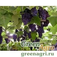 Семена Виноград амурский (Vitis amurensis) 40 г