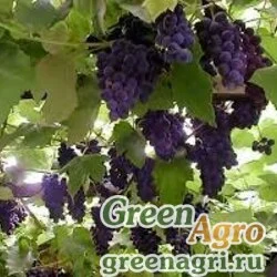 Семена Виноград амурский (Vitis amurensis) 40 г