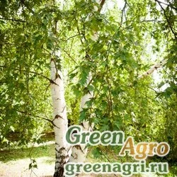 Семена Береза ребристая (Betula costata) 10 гр.