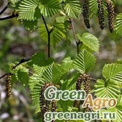 Семена Береза шерстистая (Betula lanata) 15 гр.