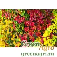 Семена Виноград девичий полусердцевидный (Parthenocissus semicordata) 15 г