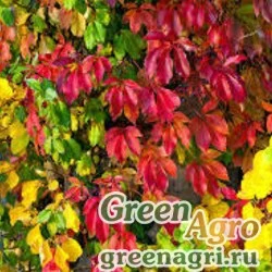 Семена Виноград девичий полусердцевидный (Parthenocissus semicordata) 15 г