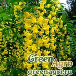 Семена Бобовник "Золотой дождь" (Laburnum anagyroides) 40 гр.