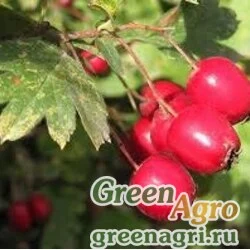 Семена Боярышник Мейера (Crataegus meyeri) 60 гр.
