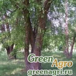 Семена Береза черная (Betula nigra) 20 гр.