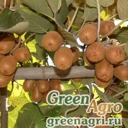 Семена Актинидия китайская (Actinidia chinensis) 30 гр.