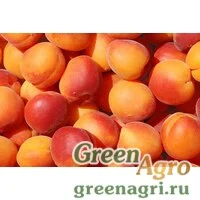 Семена Абрикос ферганский (Armeniaca ferganica) 150 гр.