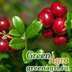 Семена Брусника обыкновенная (Vaccinium vitis-idaea) 1 гр.