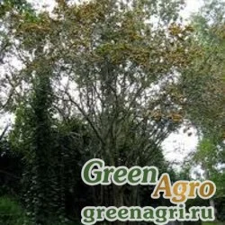 Семена Боярышник колумбийский (Crataegus columbiana) 20 г