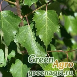 Семена Береза ольхолистная (Betula alnoides) 15 гр.