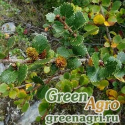 Семена Береза круглолистная (Betula rotundifolia) 6 гр.
