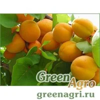 Семена Абрикос обыкновенный (Armeniaca vulgaris) (Приморский край) 110 г
