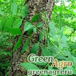 Семена Бархат китайский (Phellodendron chinensis) 30 г
