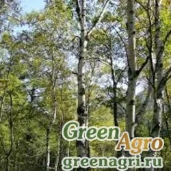 Семена Береза японская (Betula japonica) 7 гр.