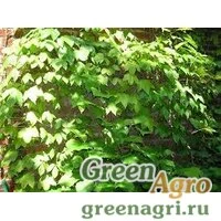 Семена Виноград девичий триостренный (Parthenocissus tricuspidata) 50 гр.