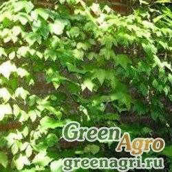 Семена Виноград девичий триостренный (Parthenocissus tricuspidata) 50 гр.
