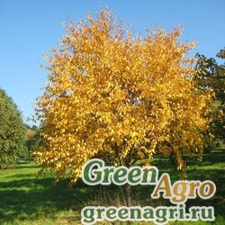Семена Береза желтая (Betula alleghaniensis) 10 гр.