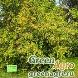 Семена Барбарис амурский (Berberis amurensis) 25 г