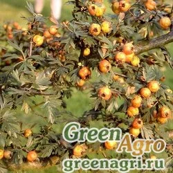 Семена Боярышник городчатый (Crataegus crenulata) 20 гр.