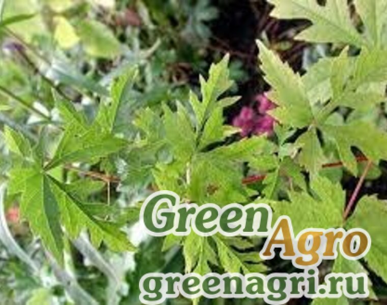 Fatsia japonica 'Variegata' Variegated plants, Fatsia japonica, Garden b
