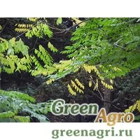 Семена Бундук китайский (Gymnocladus chinensis) 60 гр.