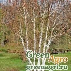 Семена Береза полезная (Betula utilis) 8 гр.