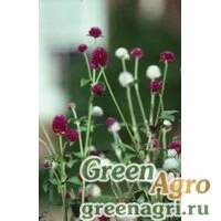 Семена Гомфрена красивая (Gomphrena pulchella) "Fireworks" (violet) coated 100 шт.