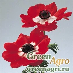 Семена Анемона (Ветреница) корончатая (Anemone coronaria) "Mona Lisa" (scarlet eye) raw 100 шт.
