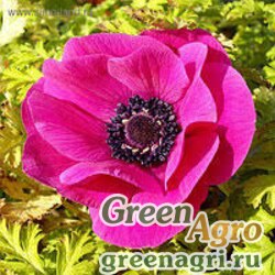 Анемона многораздельная (Anemone multifida) "Annabella" (Deep Rose) raw Произв. 1000 шт.